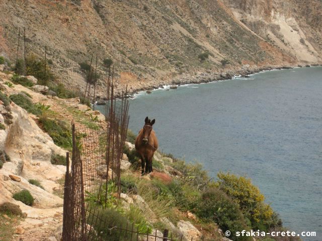 Photo report of mountains and animals, the goats and other livestock in Sfakia, 2008