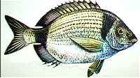 two-banded bream