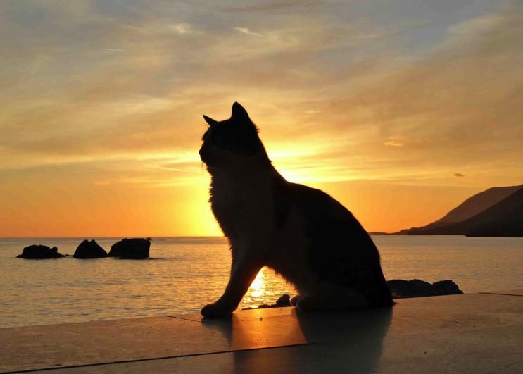 cat blocking sunset