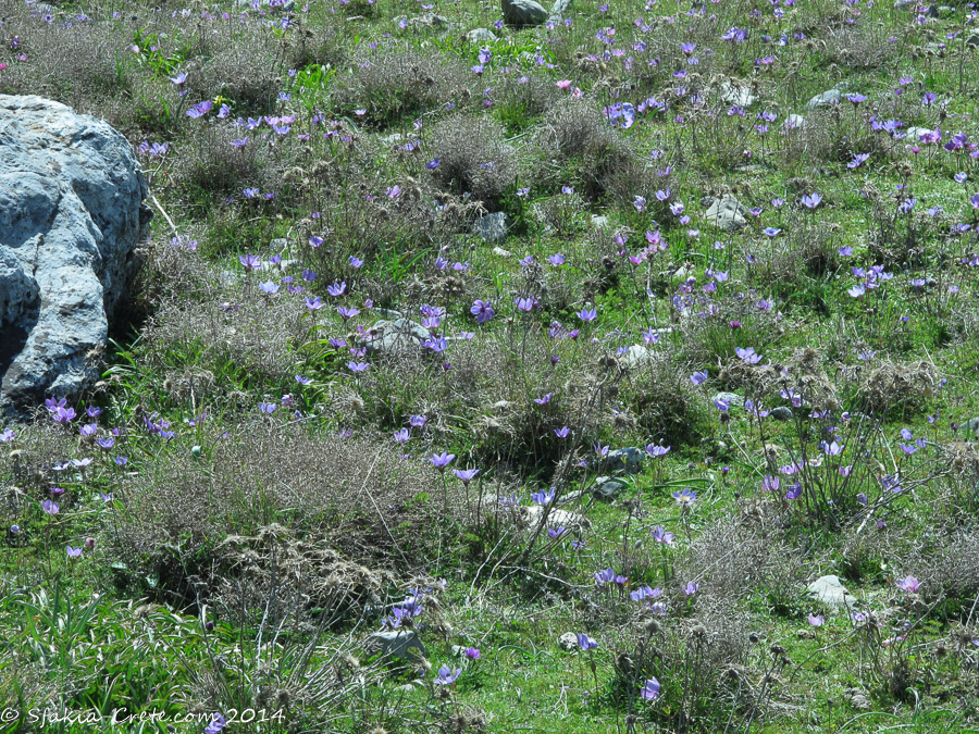 Photo report around Chania and Sfakia, Crete, April 2014