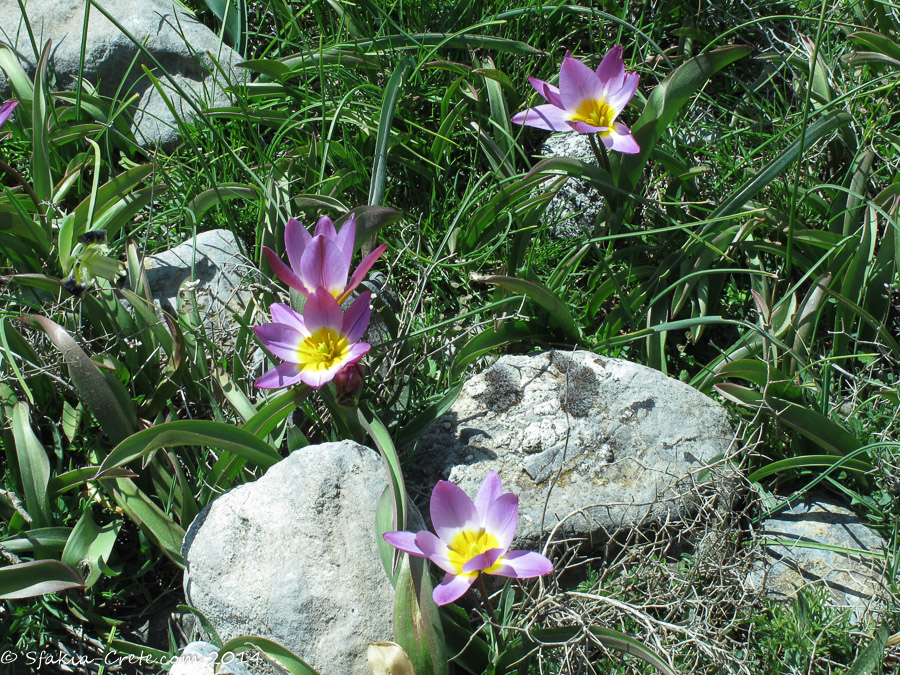 Photo report around Chania and Sfakia, Crete, April 2014