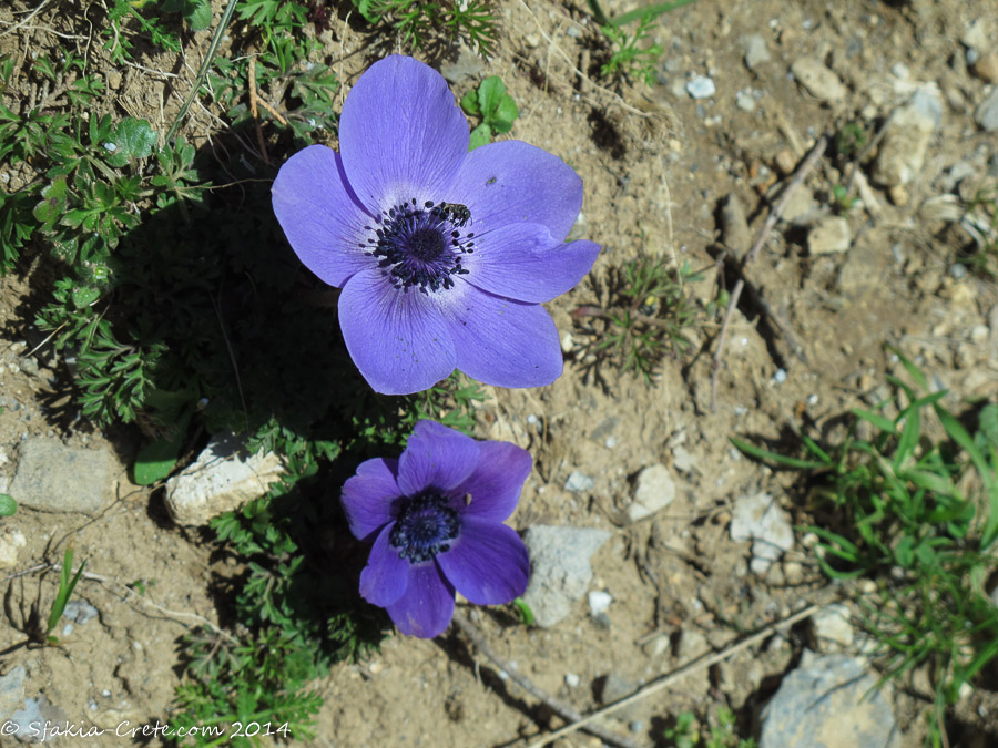 Photo report around Chania and Sfakia, Crete, April 2014