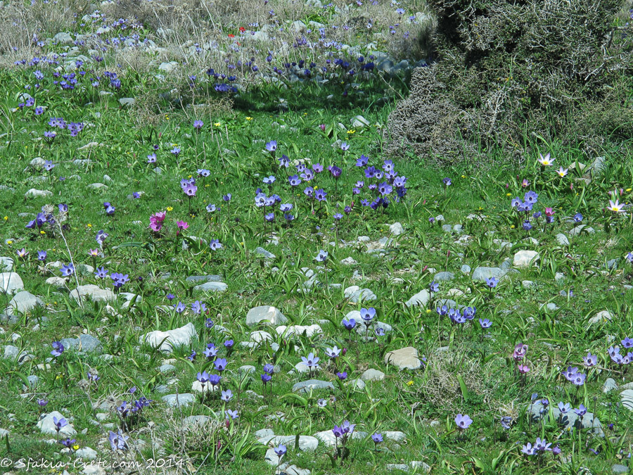 Photo report around Chania and Sfakia, Crete, April 2014