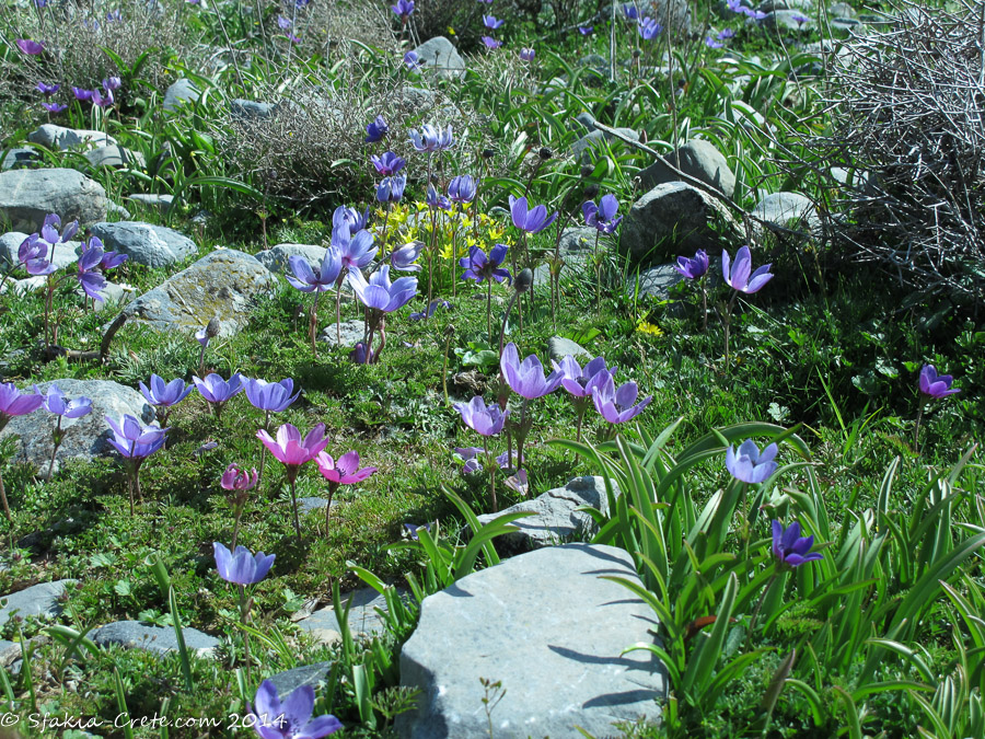 Photo report around Chania and Sfakia, Crete, April 2014