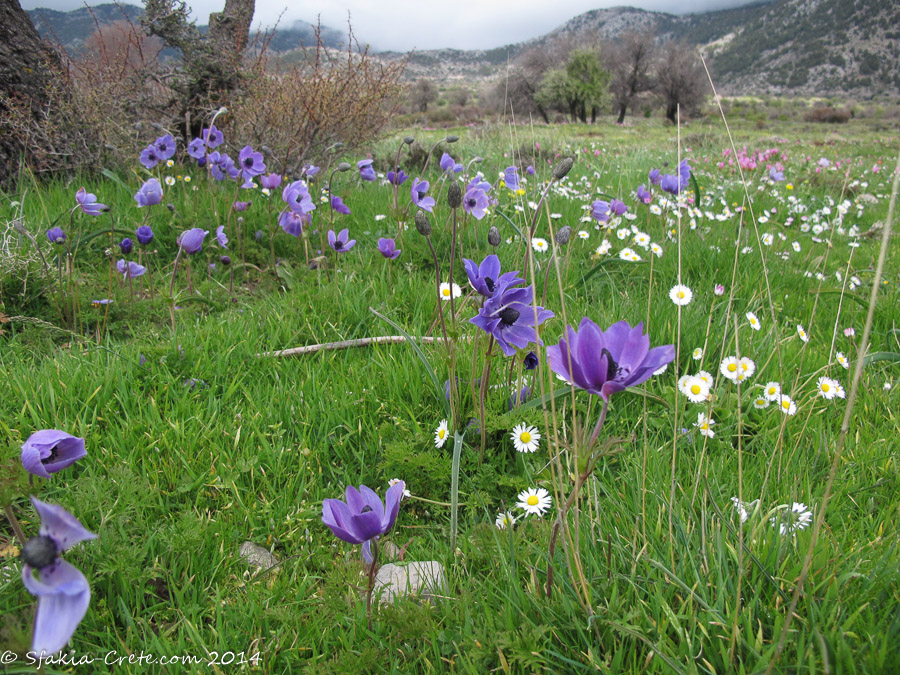 Photo report around Chania and Sfakia, Crete, April 2014