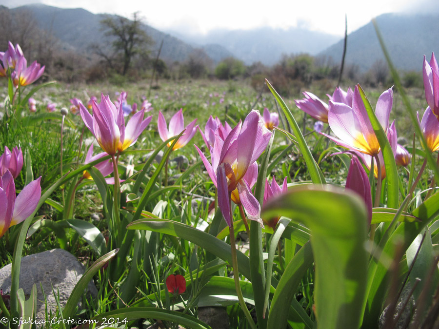 Photo report around Chania and Sfakia, Crete, April 2014