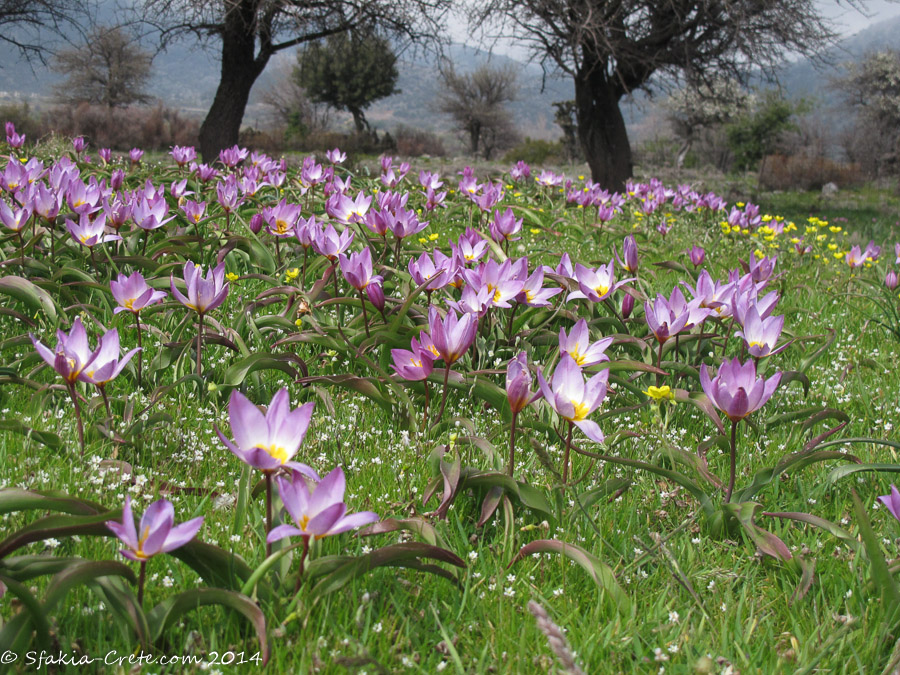 Photo report around Chania and Sfakia, Crete, April 2014