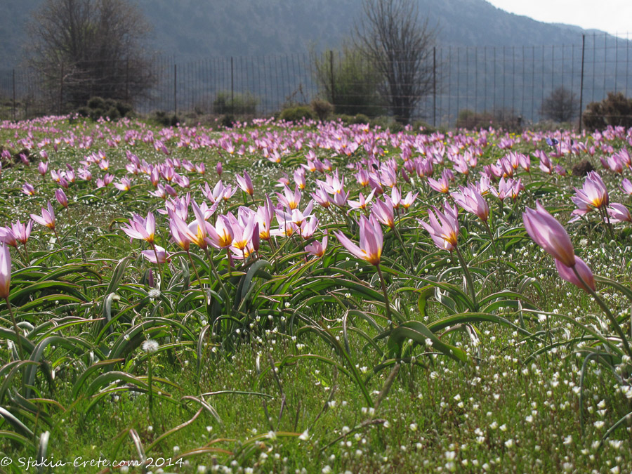 Photo report around Chania and Sfakia, Crete, April 2014