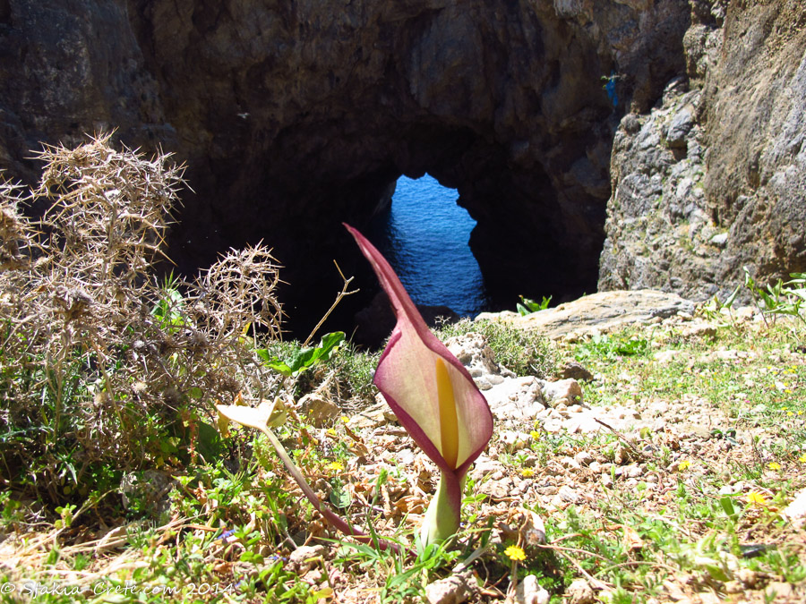 Photo report around Chania and Sfakia, Crete, April 2014