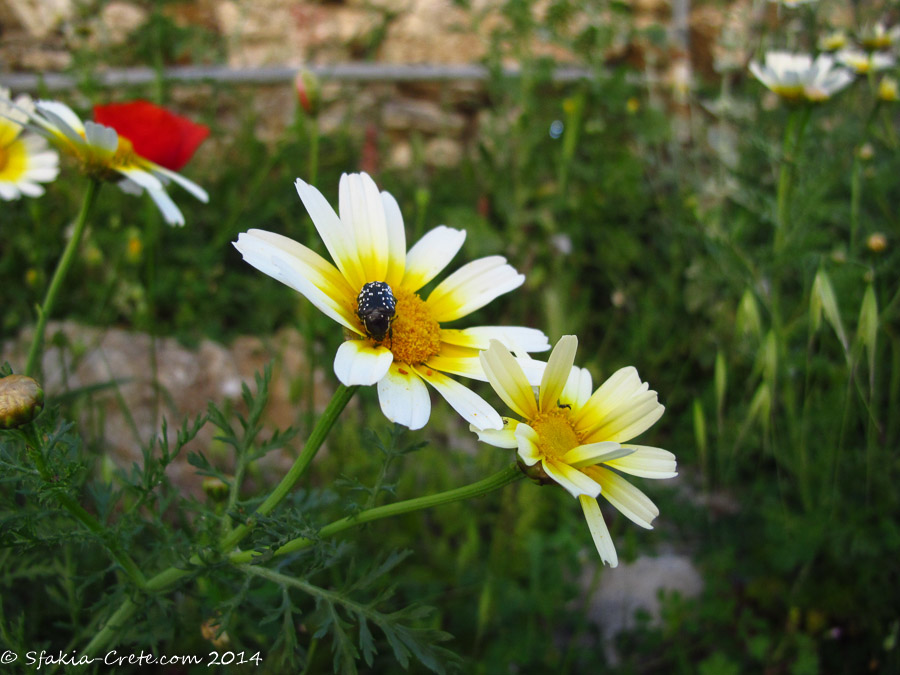 Photo report around Chania and Sfakia, Crete, April 2014