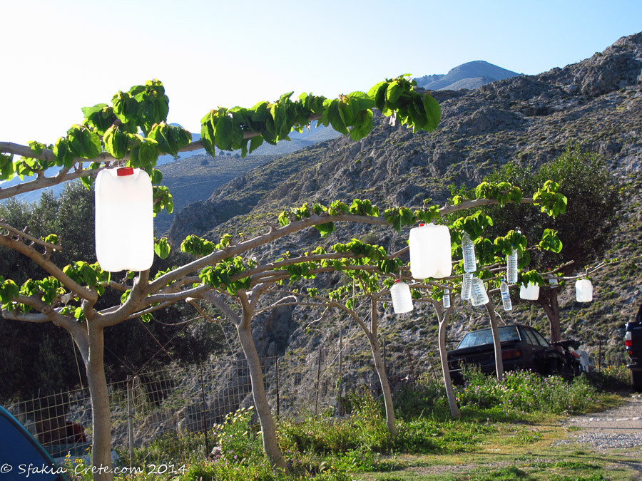 Photo report around Chania and Sfakia, Crete, April 2014