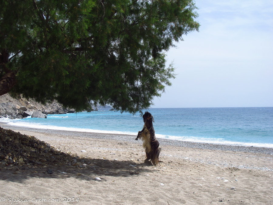 Photo report around Chania and Sfakia, Crete, April 2014