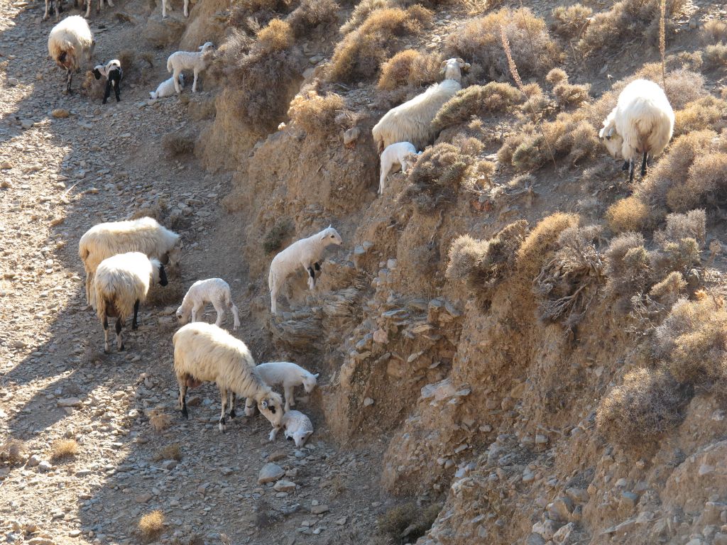 Photo report Sfakia, Crete October 2013