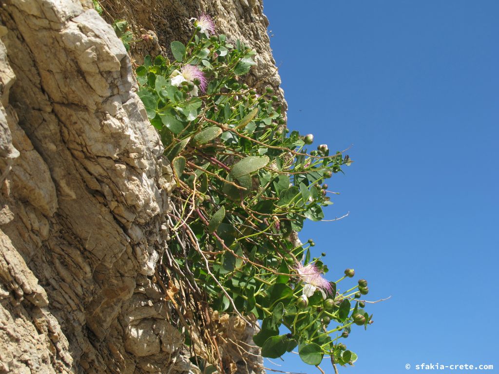Photo report: Around Sfakia, Crete Spring 2013
