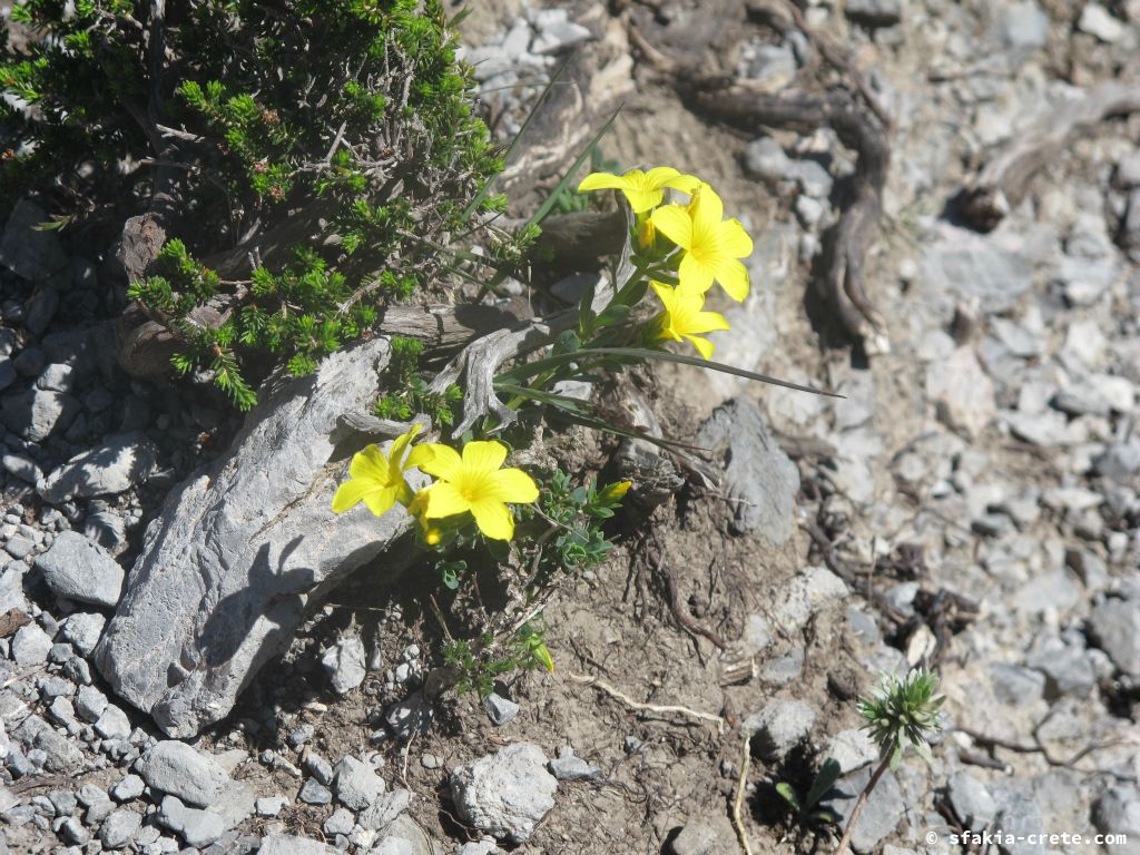 Photo report: Around Sfakia, Crete Spring 2013