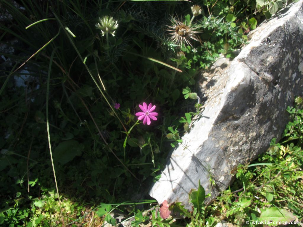 Photo report: Around Sfakia, Crete Spring 2013