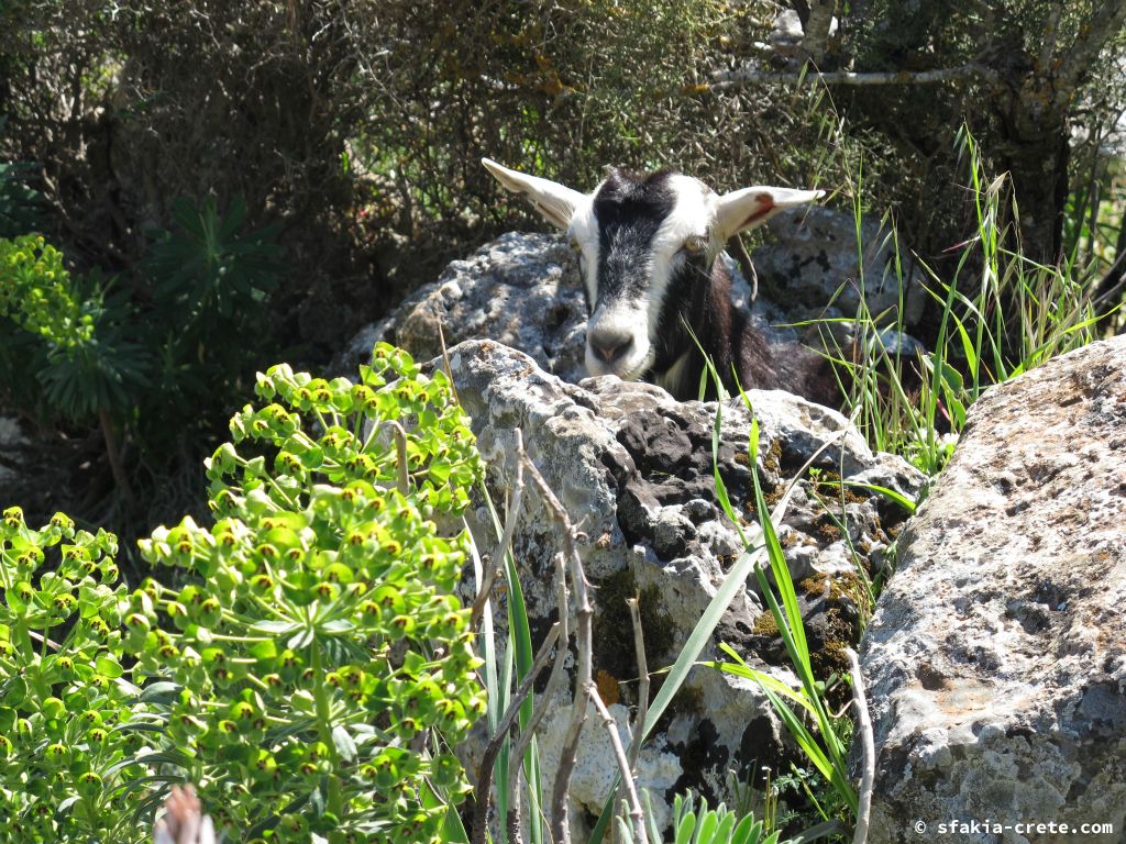 Photo report: Around Sfakia, Crete Spring 2013