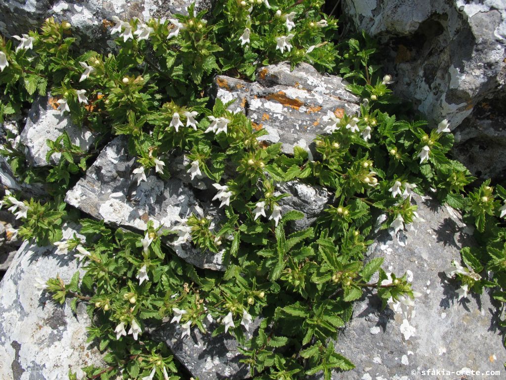 Photo report: Around Sfakia, Crete Spring 2013