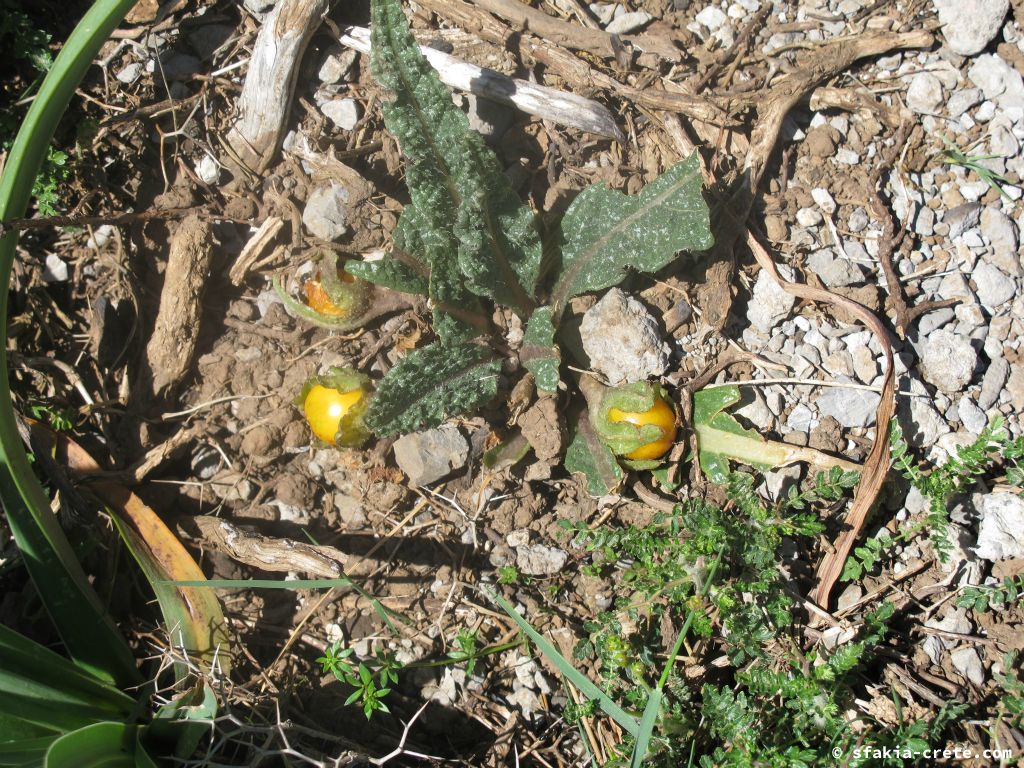 Photo report: Around Sfakia, Crete Spring 2013