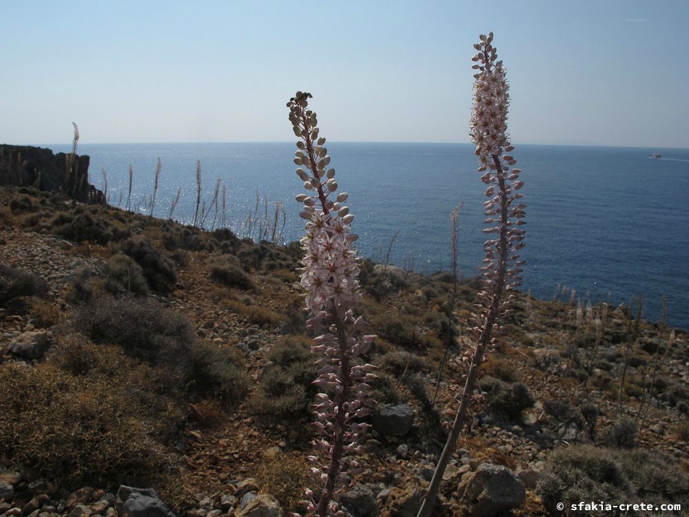 photo report Sfakia, Crete, October 2012