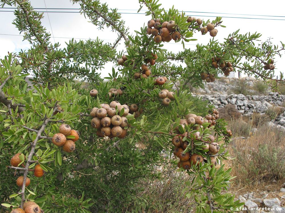 photo report Sfakia, Crete, October 2012