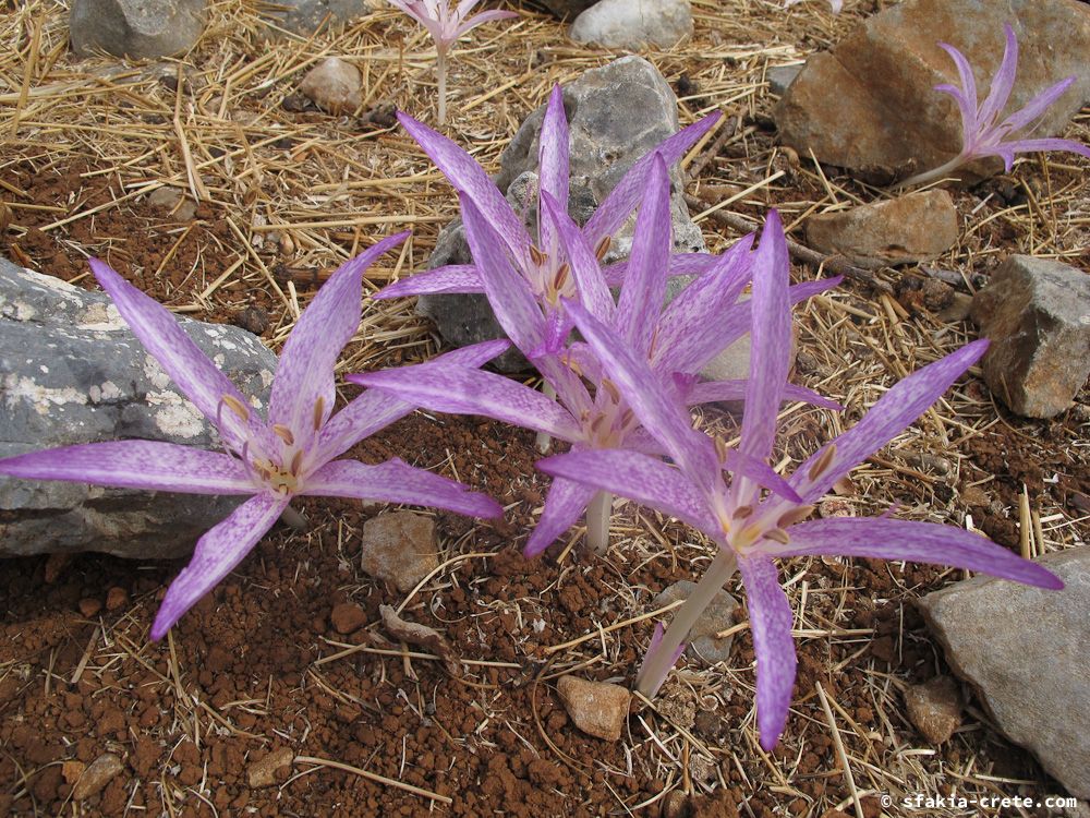 photo report Sfakia, Crete, October 2012