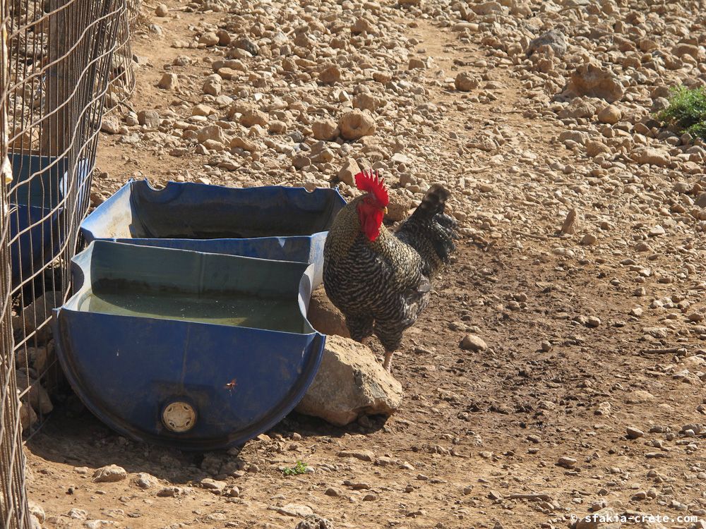 photo report Sfakia, Crete, October 2012