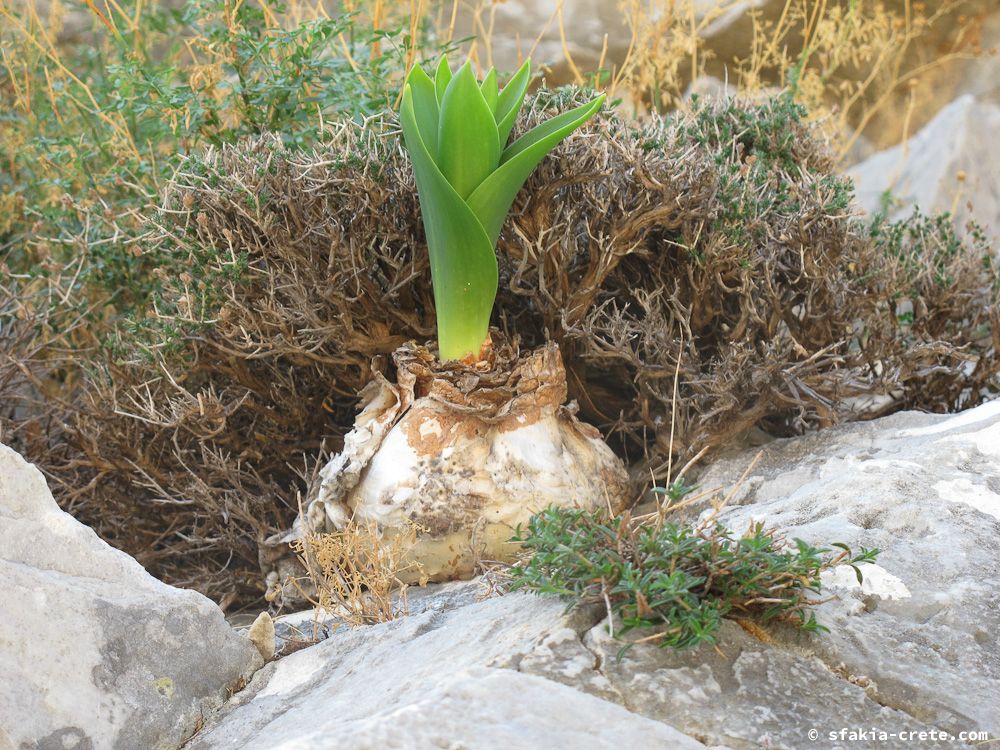 photo report Sfakia, Crete, October 2012