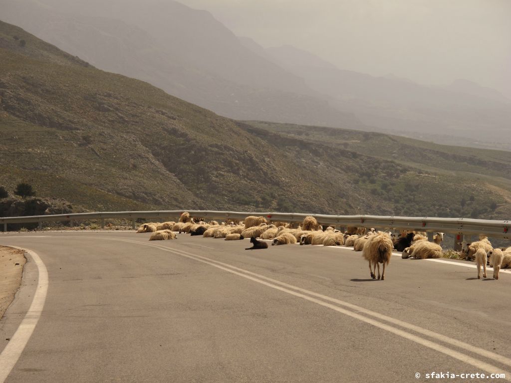 Photo report: Around Sfakia, Crete April 2012