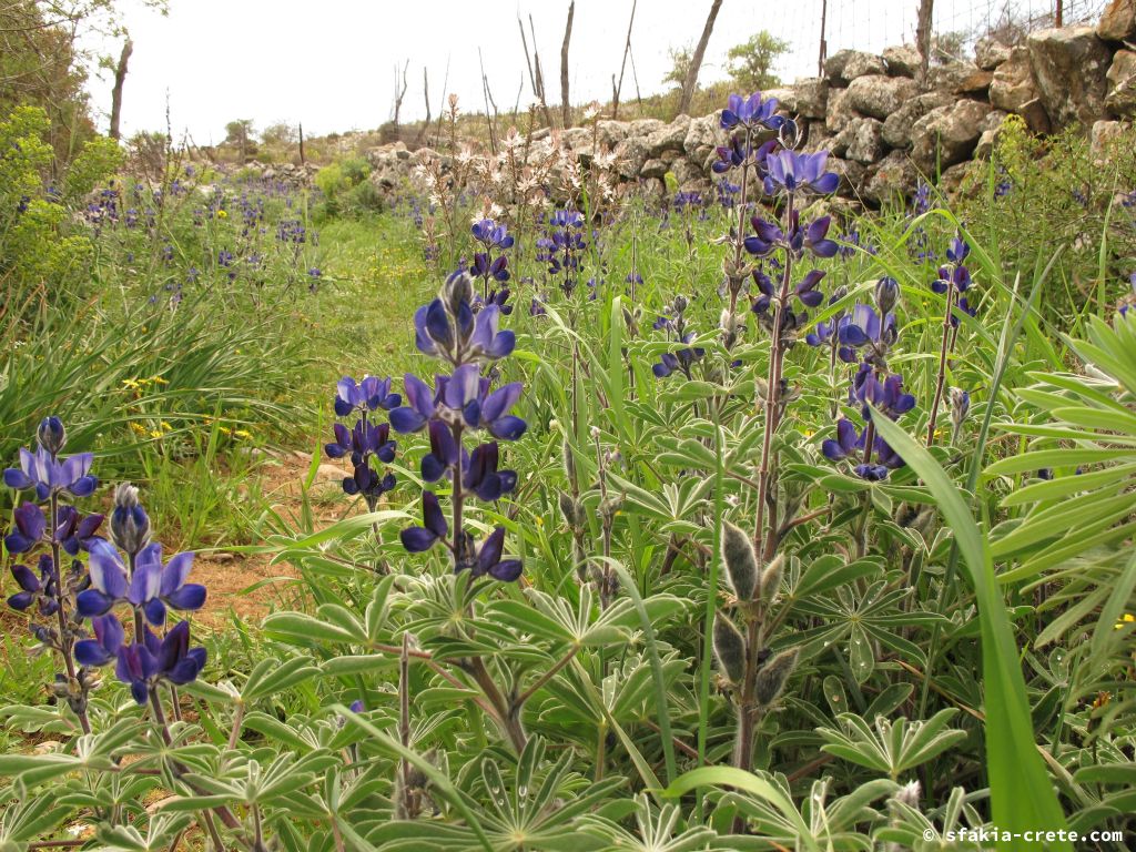 Photo report: Around Sfakia, Crete April 2012