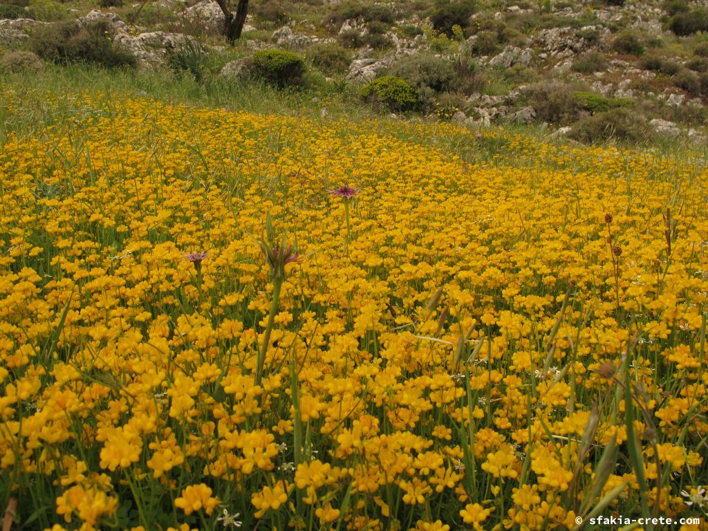 Photo report: Around Sfakia, Crete April 2012