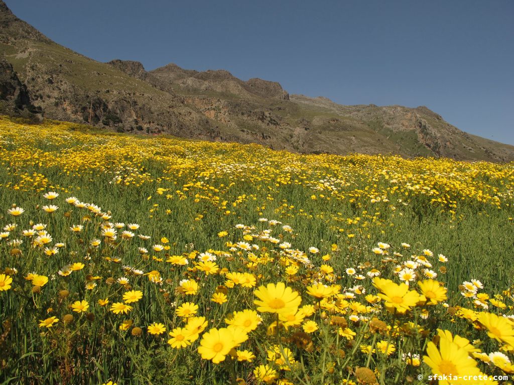 Photo report: Around Sfakia, Crete April 2012