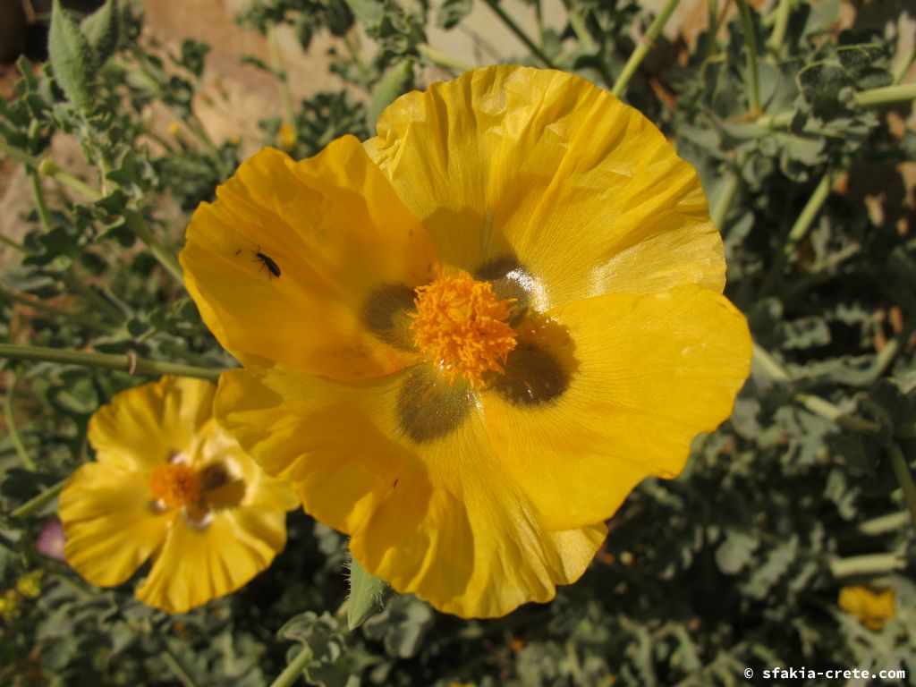 Photo report: Around Sfakia, Crete April 2012