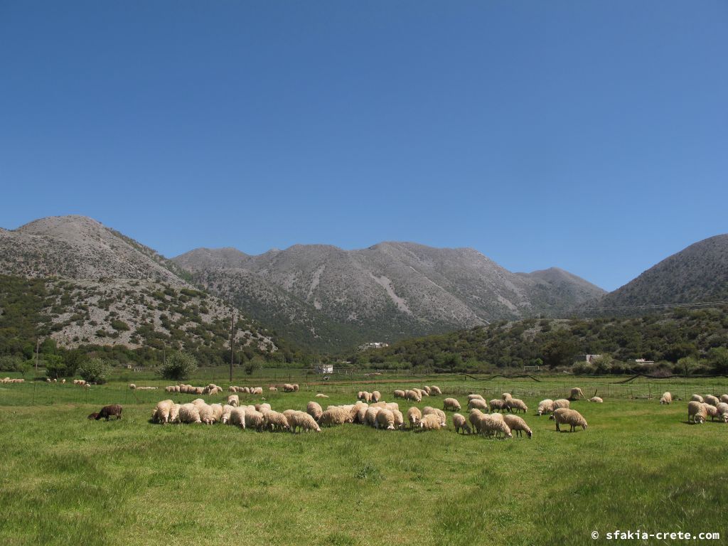 Photo report: Around Sfakia, Crete April 2012