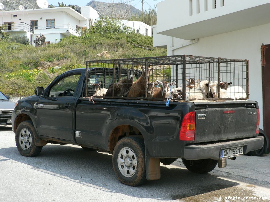 Photo report: Around Sfakia, Crete April - May 2011