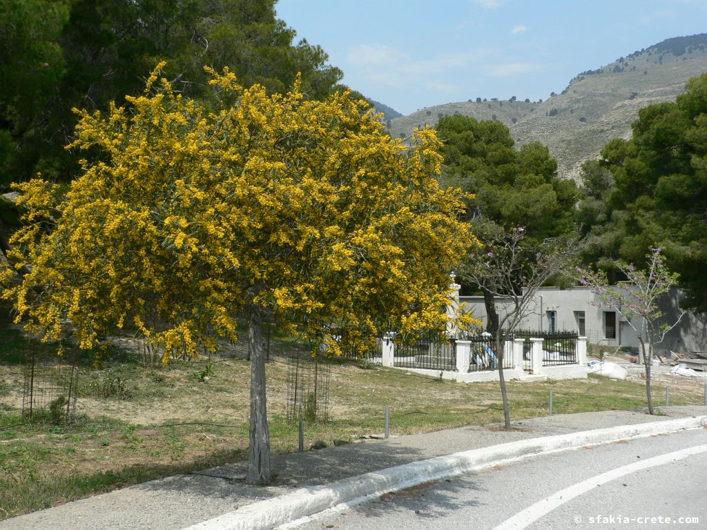 Photo report: Around Sfakia, Crete April - May 2011
