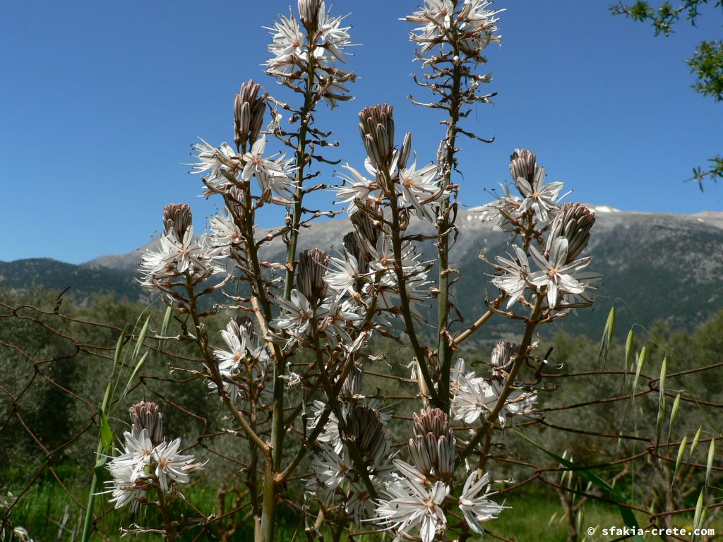 Photo report: Around Sfakia, Crete April - May 2011