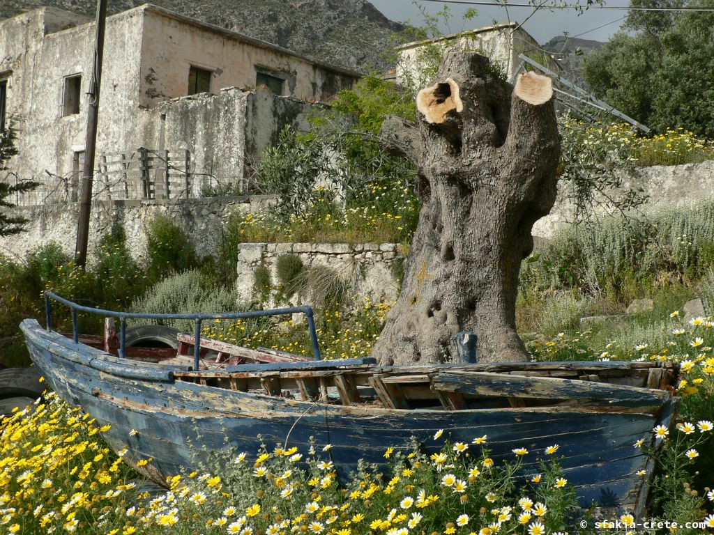 Photo report: Around Sfakia, Crete April - May 2011