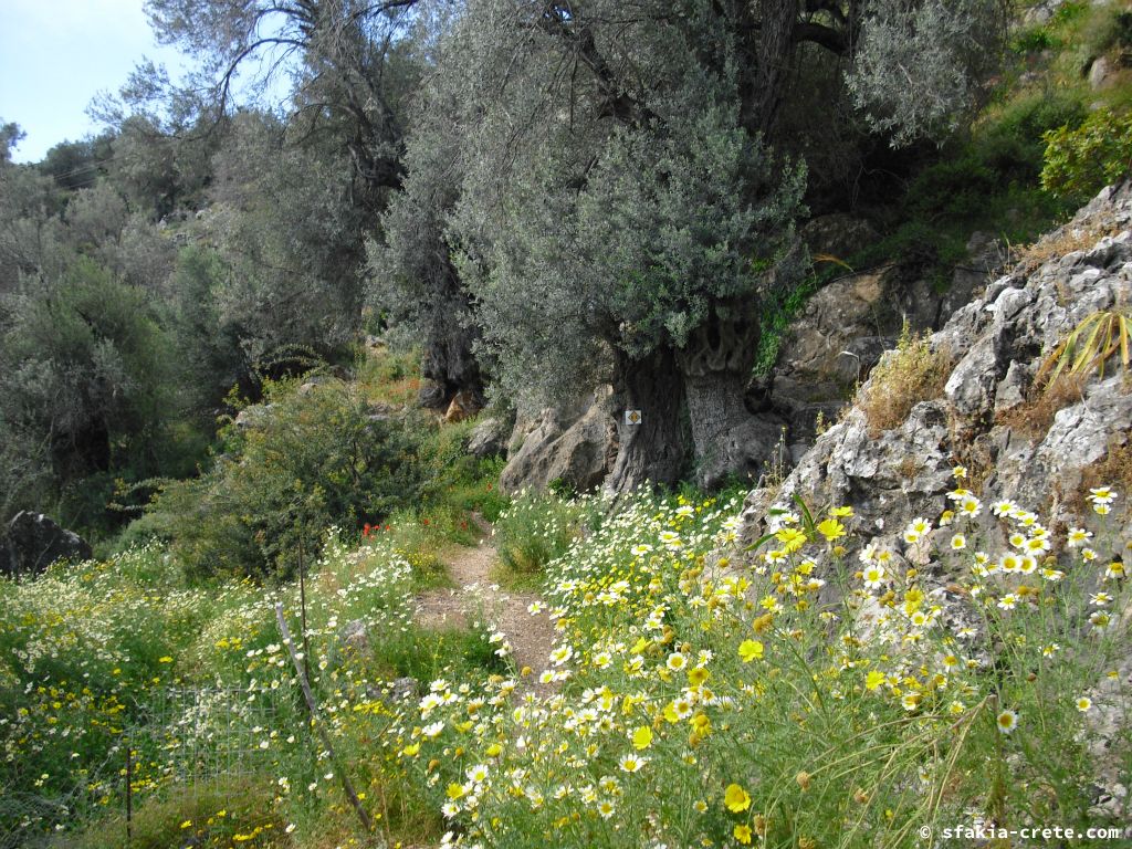 Photo report: Around Loutro, Sfakia, Crete April 2011