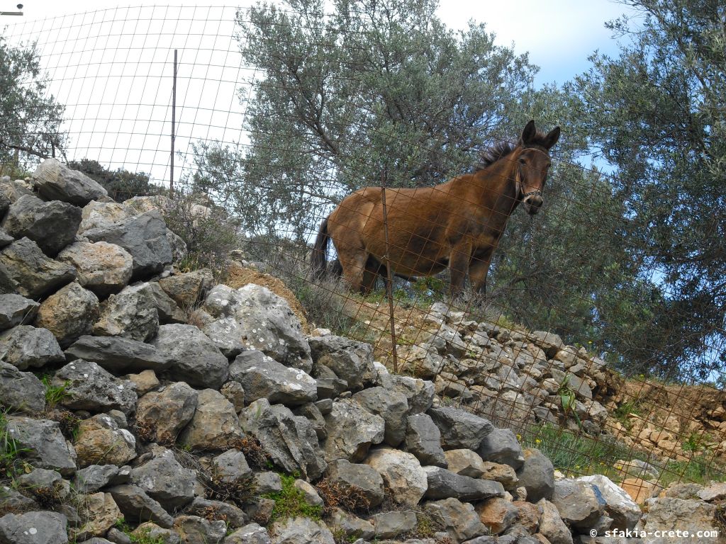 Photo report: Around Loutro, Sfakia, Crete April 2011