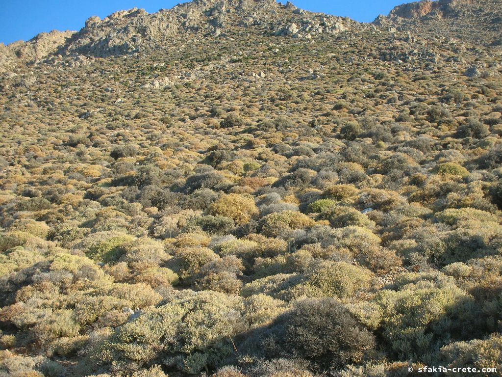 Photo report: Around Loutro, Sfakia, Crete July 2010