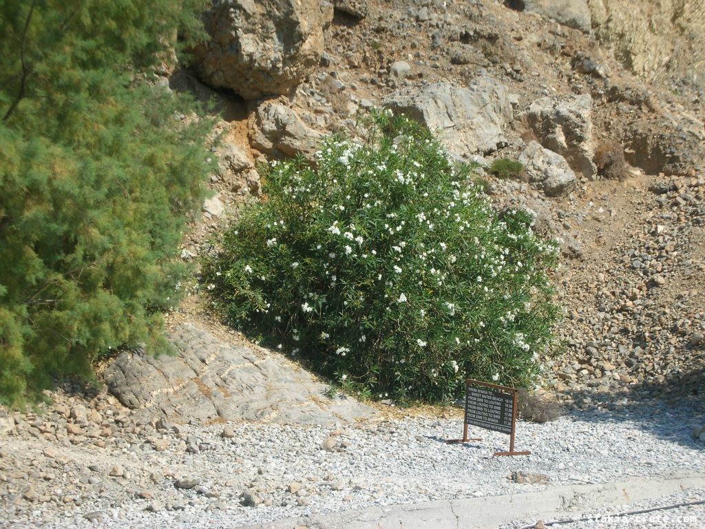 Photo report: Around Loutro, Sfakia, Crete July 2010