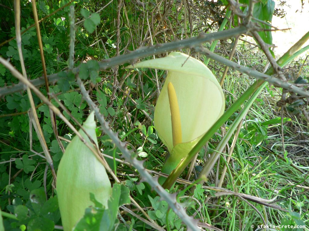 Photo report: Around Sfakia, Crete April - May 2010