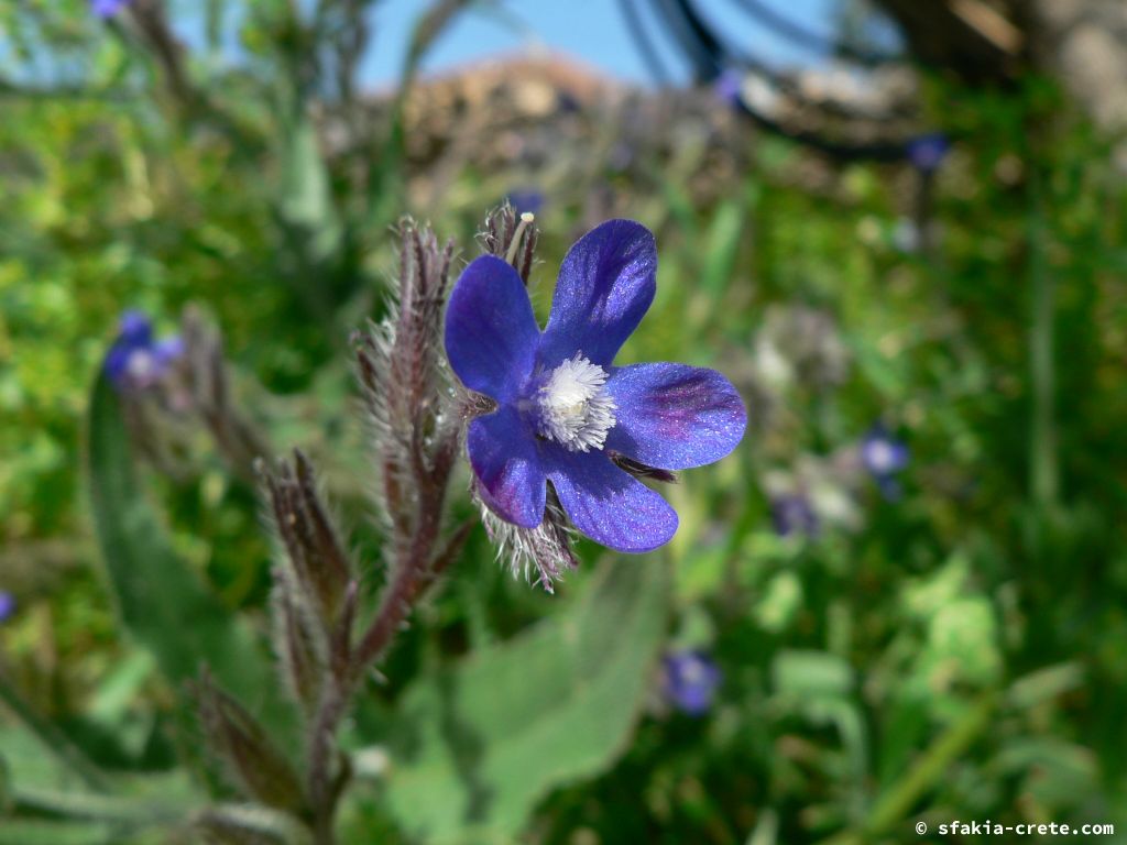 Photo report: Around Sfakia, Crete April - May 2010