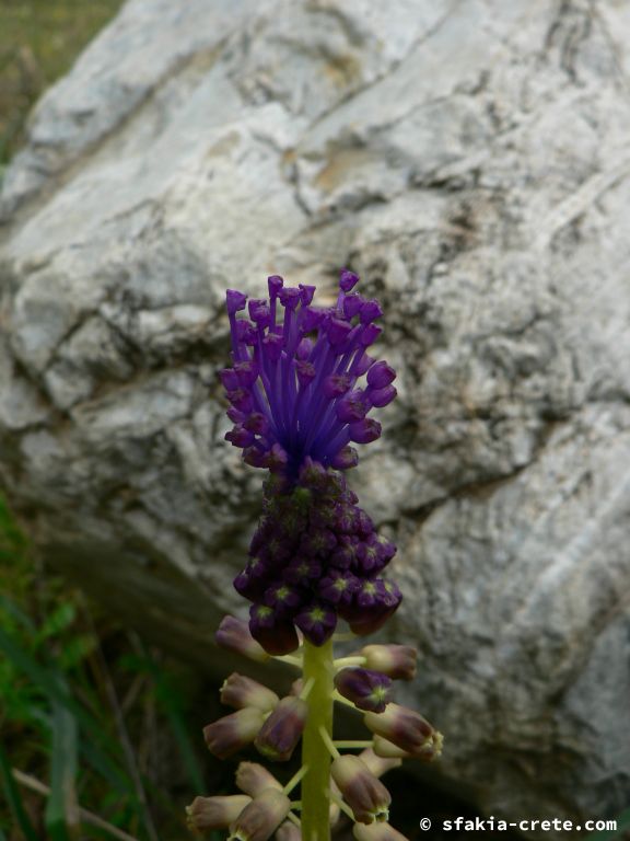 Photo report: Around Sfakia, Crete April - May 2010