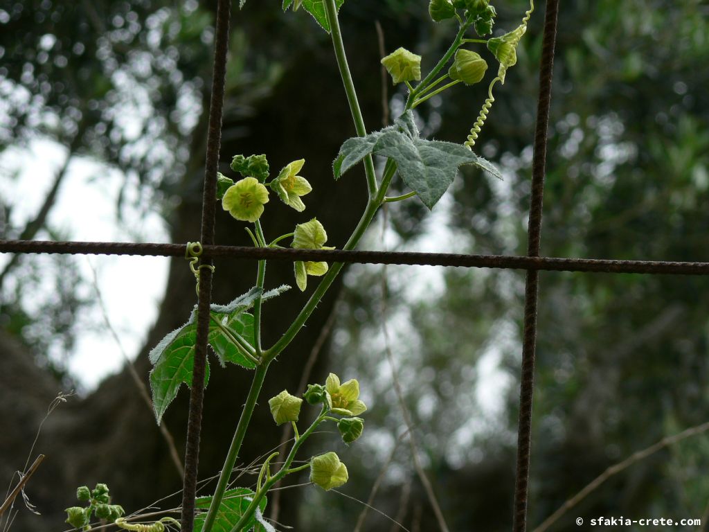 Photo report: Around Sfakia, Crete April - May 2010