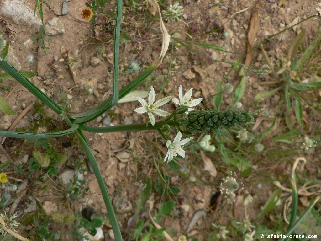 Photo report: Around Sfakia, Crete April - May 2010