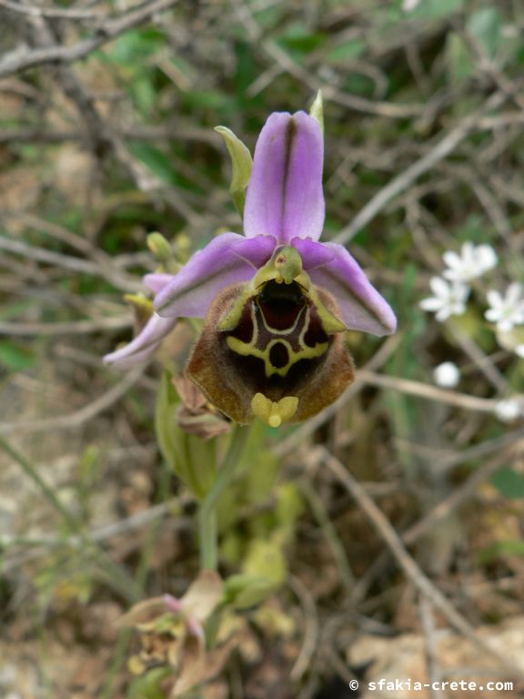 Photo report: Around Sfakia, Crete April - May 2010