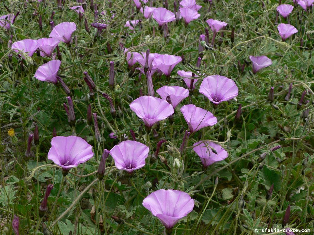 Photo report: Around Sfakia, Crete April - May 2010