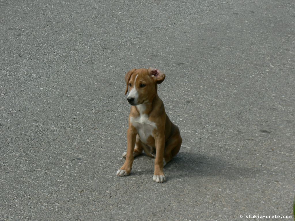 Photo report: Around Sfakia, Crete April - May 2010